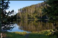 Forest reflections in lake